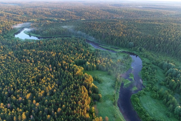 Новый фотопроект Игоря Шпиленка расскажет о первозданных лесах России  - фото 2