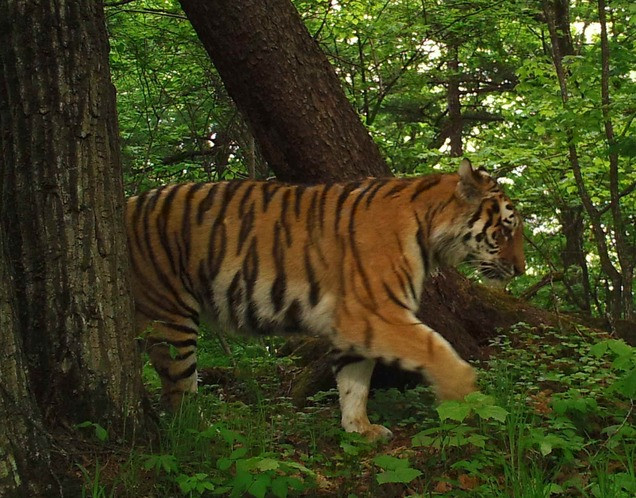 На тигров Приморья может обрушиться новая беда - фото 2