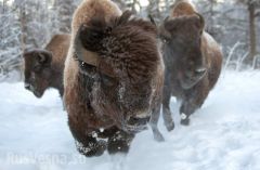«Бизон — зверек русский»: репортаж из уникального бизонария в Якутии  - фото 1