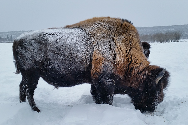 «Бизон — зверек русский»: репортаж из уникального бизонария в Якутии  - фото 2