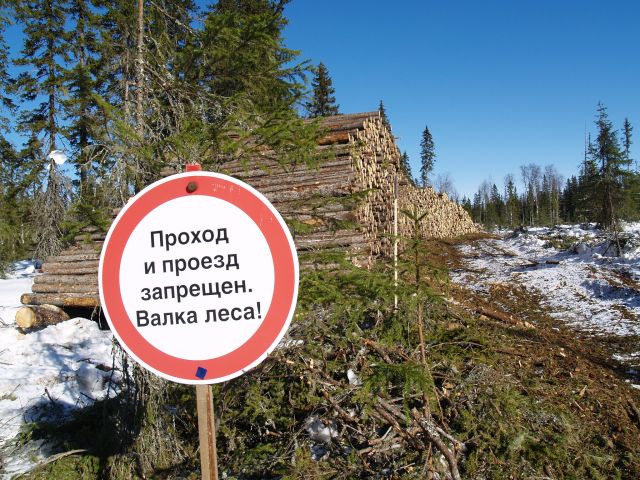 Новые требования к лесозаготовке в России в 2022 году - фото 2