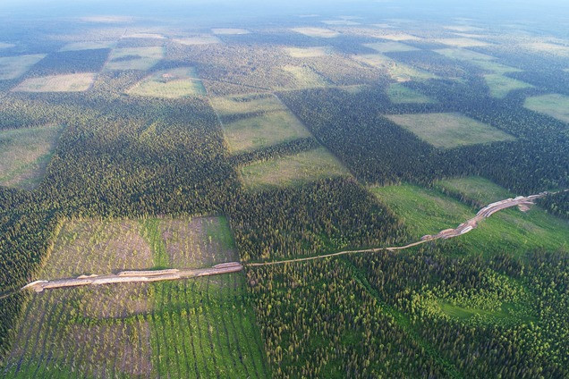 Новый фотопроект Игоря Шпиленка расскажет о первозданных лесах России  - фото 3