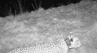 Самый скрытный леопард впервые засветился перед камерой - фото 1
