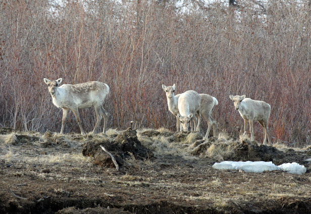 На Таймыре диких северных оленей пометили спутниковыми ошейниками - фото 1