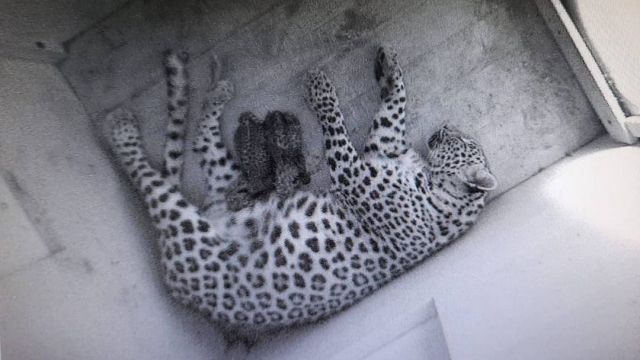 У шведских леопардов в Сочи родились котята - фото 2