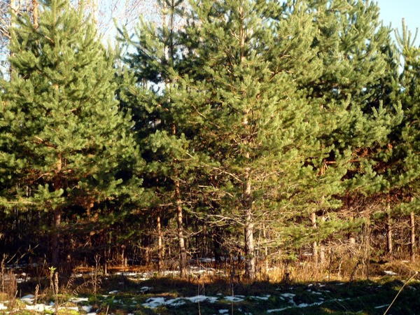 В России впервые появятся частные леса – на сельхозземлях - фото 1