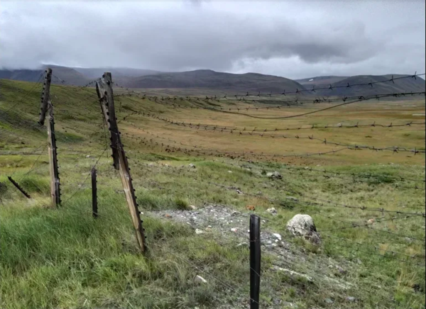 На границе с Монголией сняли колючую проволоку ради путешествий баранов - фото 1