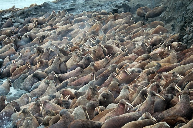 WWF просит Минприроды защитить морских млекопитающих - фото 1