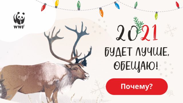 WWF России впервые проведет День дикого северного оленя в онлайн формате - фото 3