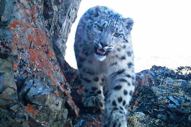 WWF России призывает альпинистов и горных туристов помочь сохранить снежного барса в России - фото 1