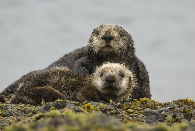 WWF просит Минтранс помочь защитить морских млекопитающих - фото 1