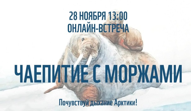 Арктическая команда WWF России приглашает на Чаепитие с моржами - фото 1