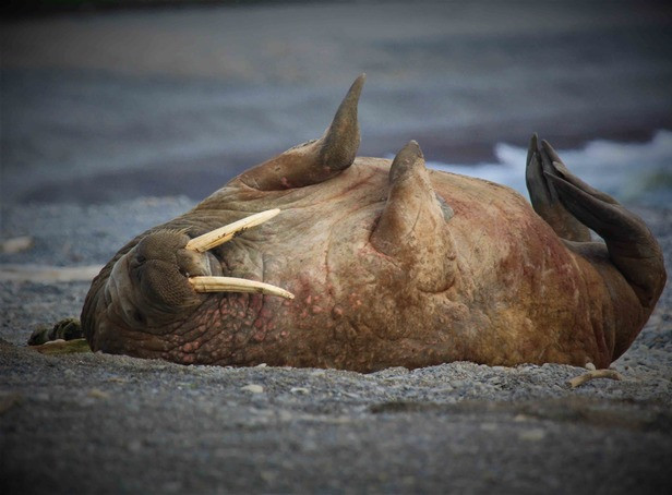 WWF: эксперты обеспокоены состоянием моржей Печорского моря - фото 1