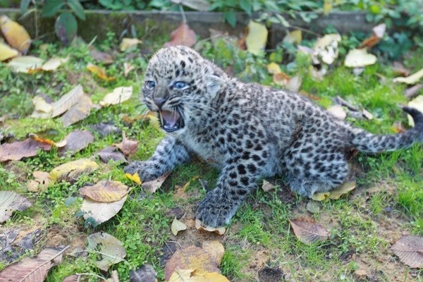 Котятам леопарда сделали прививки и определили их пол - фото 1