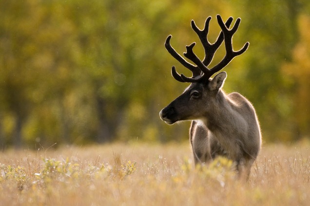 WWF России рассказал, как можно помочь дикому северному оленю — символу Нового года - фото 1