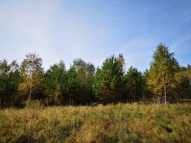 WWF попросил Минприроды не лишать россиян возможности выращивать лес на сельхозземлях - фото 1