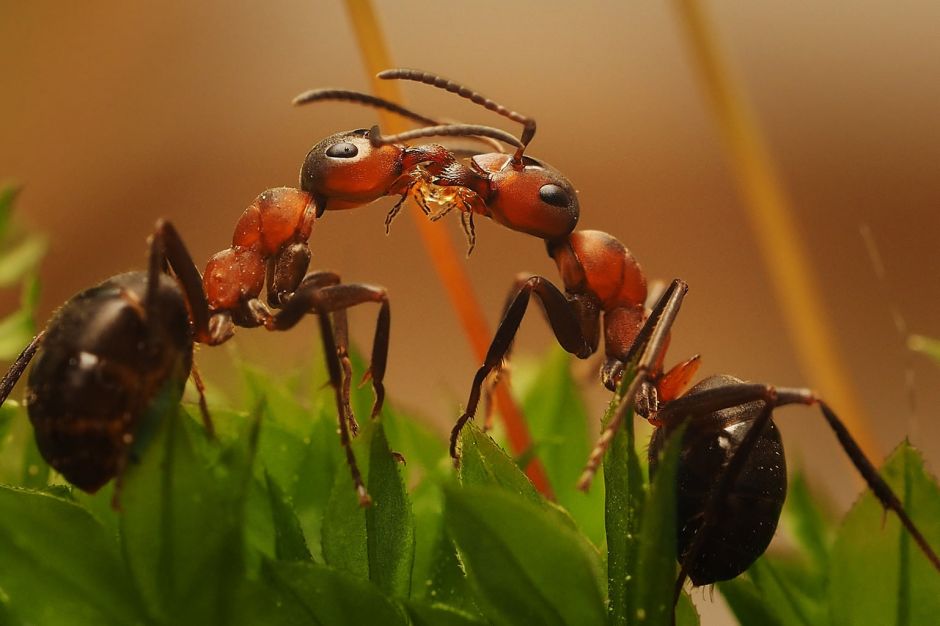 Сегодня Василий Климов расскажет, зачем муравьи пасут тлей - фото 3