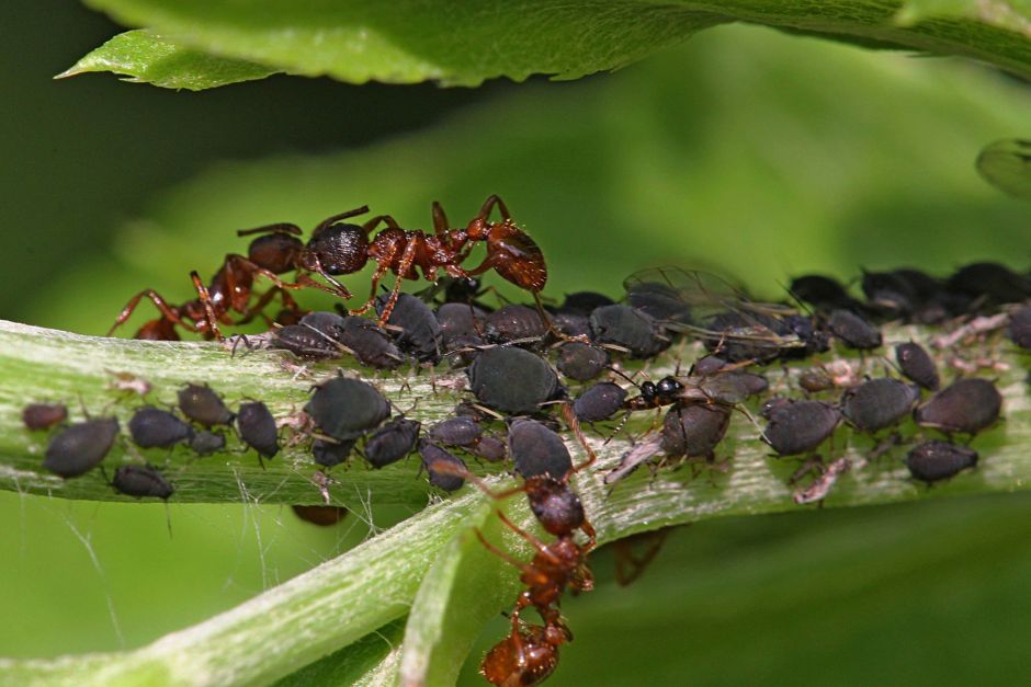 Сегодня Василий Климов расскажет, зачем муравьи пасут тлей - фото 6
