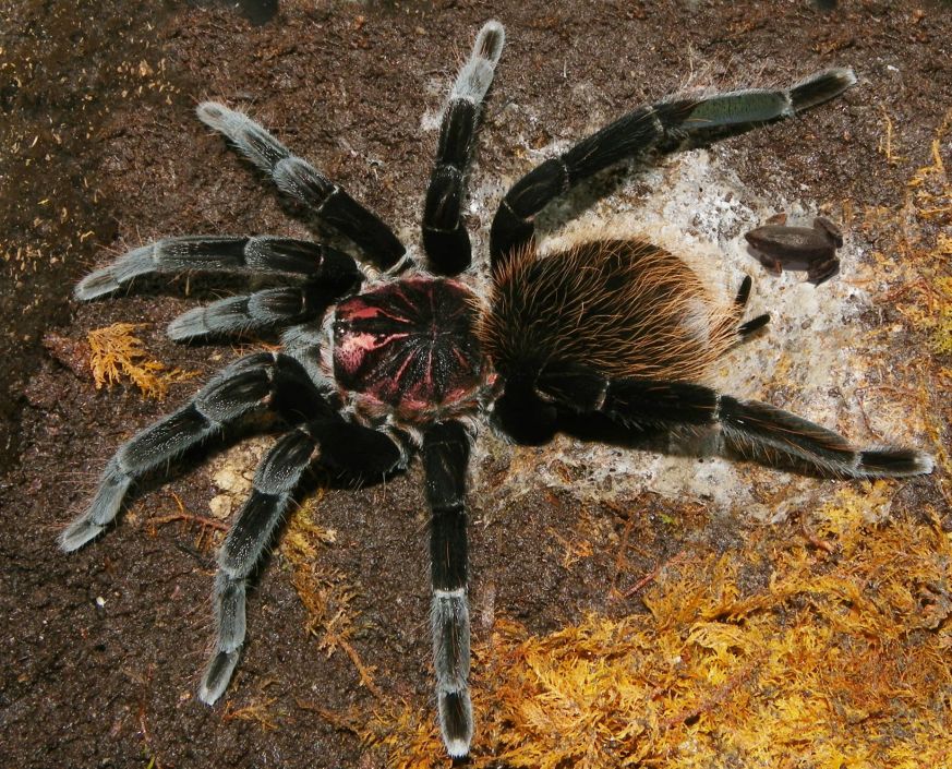 Василий Климов расскажет о том, что нашли друг в друге паук-птицеед и лягушка - фото 2