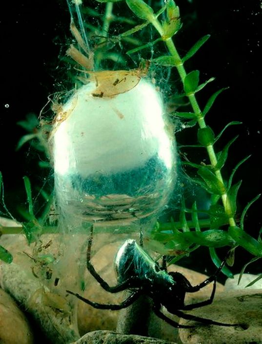 Василий Климов в своем окне в мир расскажет о подводном воздушном дворце паука-серебрянки - фото 6