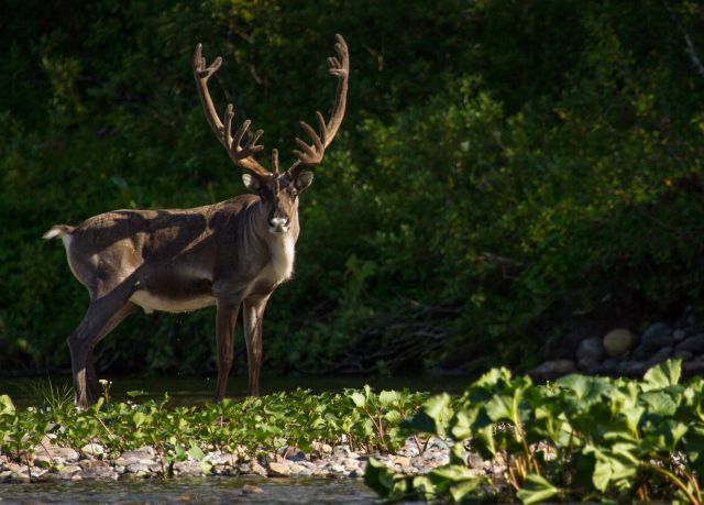 WWF России впервые проведет День дикого северного оленя в онлайн формате - фото 1