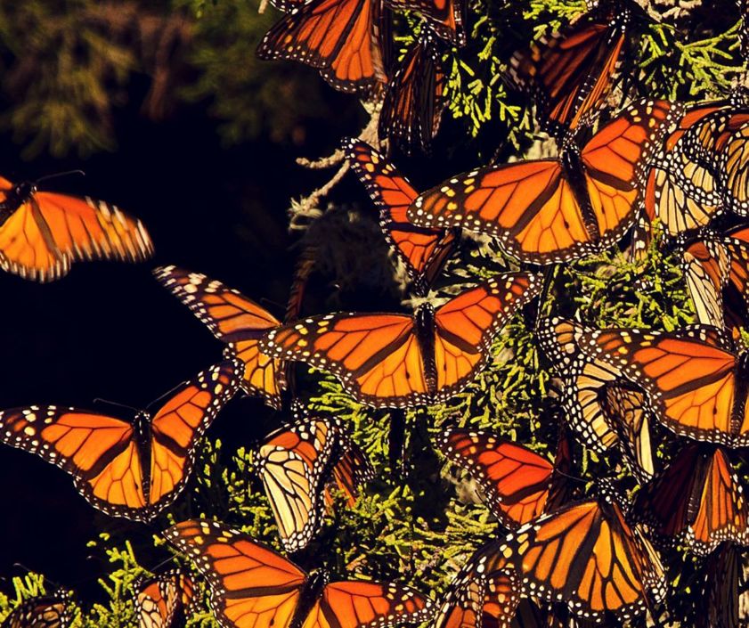 Окно в мир Василия Климова и в нем бабочки-монархи - фото 11