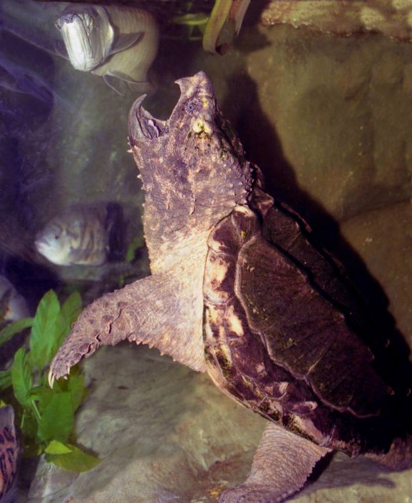 Травоядные и хищные черепахи в окне в мир Василия Климова - фото 15