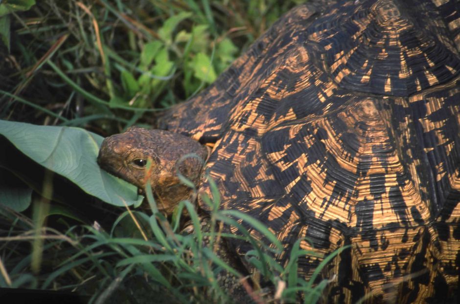 Травоядные и хищные черепахи в окне в мир Василия Климова - фото 5