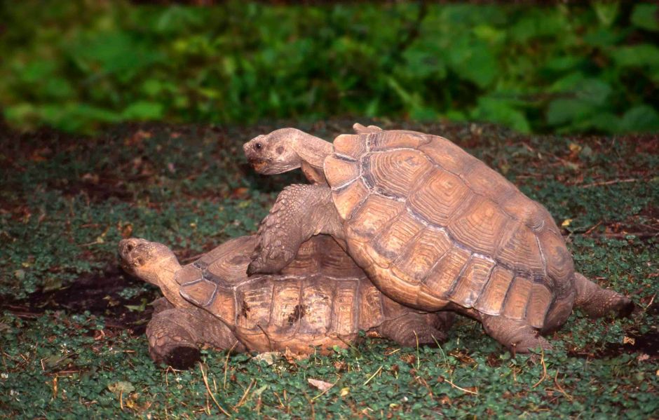 Травоядные и хищные черепахи в окне в мир Василия Климова - фото 6