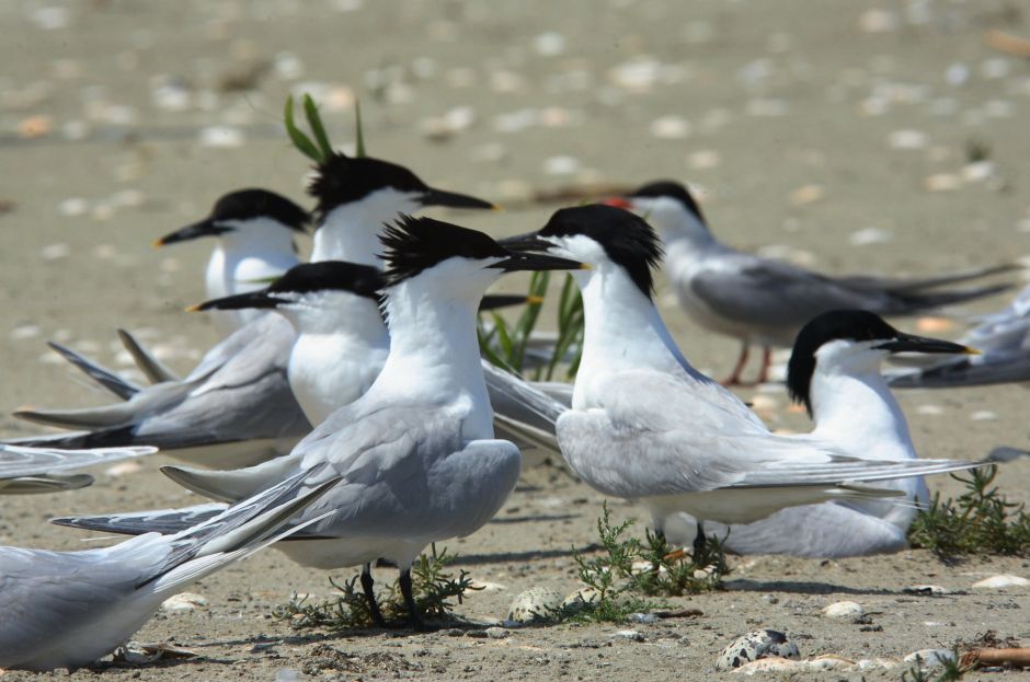 Птицы Василия Климова на острове Бирючий - фото 12
