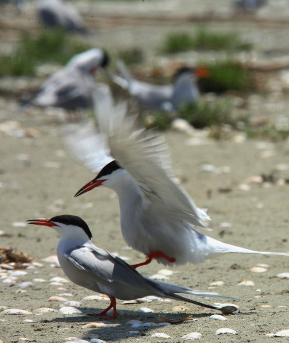 Птицы Василия Климова на острове Бирючий - фото 13