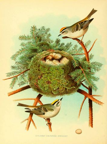 Василий КЛИМОВ в своем окне в мир об эволюции птичьих гнезд - фото 12