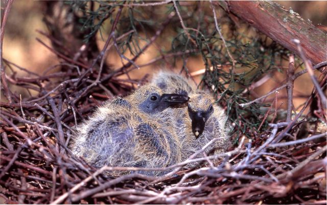 Василий КЛИМОВ в своем окне в мир об эволюции птичьих гнезд - фото 4