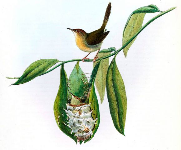 Славка-портниха, птичьи гнёзда, окна в природу Василия Климова - фото 3