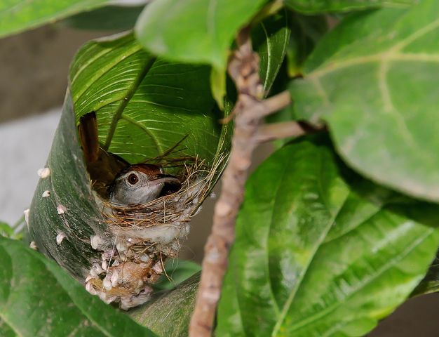 Славка-портниха, птичьи гнёзда, окна в природу Василия Климова - фото 2