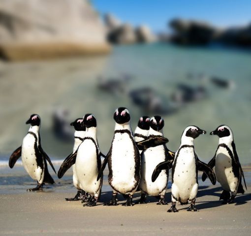 Африка, пингвины все это в окне в природу Василия Климова - фото 8