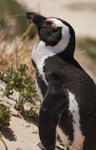 Африка, пингвины все это в окне в природу Василия Климова - фото 5