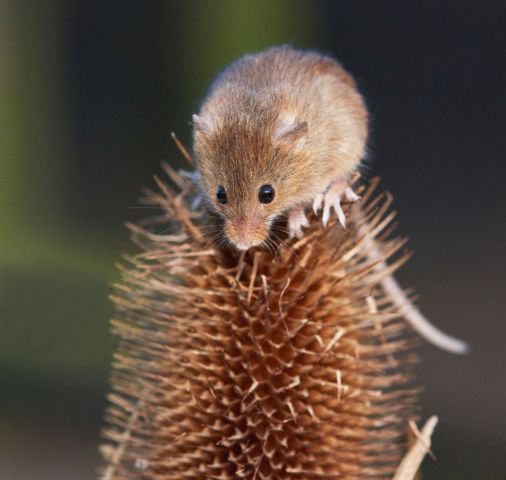 Мышь-малютка Василия Климова в его окне в природу - фото 1