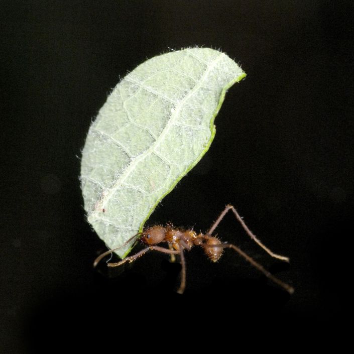 Окна в мир Василия Климова. Симбиоз муравьев и бактерий - фото 3