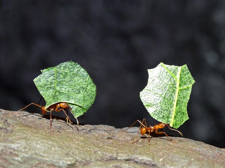 Окна в мир Василия Климова. Симбиоз муравьев и бактерий - фото 5