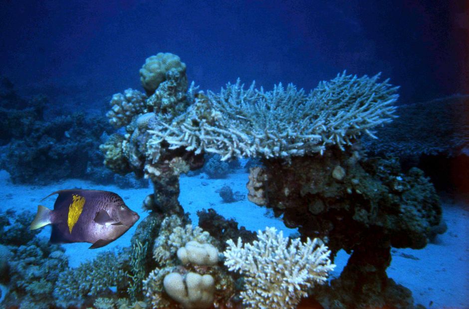 Василий Климов рассказал о своей встрече с миром кораллов - фото 10