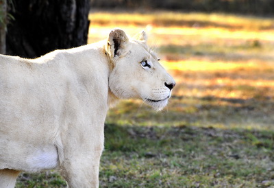 Белый лев с голубыми глазами - фото 3