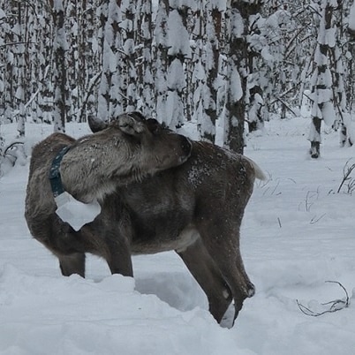 Северный олень Захар – зеркало проблем с выпуском животных в естественную среду обитания - фото 4
