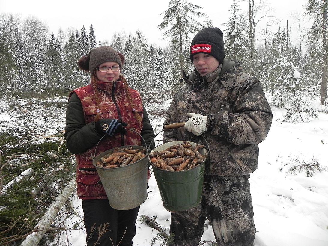 Юные лесоводы Костромской области пополнили запас лесосеменного сырья - фото 1