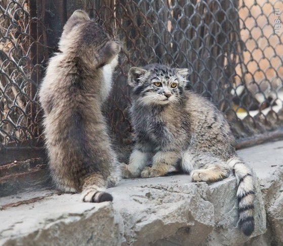 Новосибирский зоопарк: манулята и харзята выходят из укрытий - фото 1