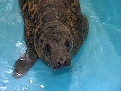 Возвращение домой: в Петербурге выпустили тюленят, спасенных Центром изучения и сохранения морских млекопитающих - фото 1