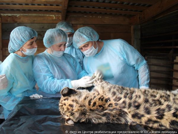 Котенок леопарда спасен пограничниками - фото 1