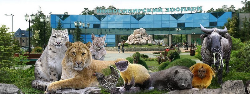 День рождения Новосибирского зоопарка - фото 1