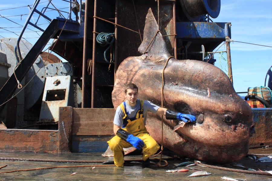 Рыбы-оборотни и прочие мутанты от Романа Федорцова (ФОТО) - фото 1