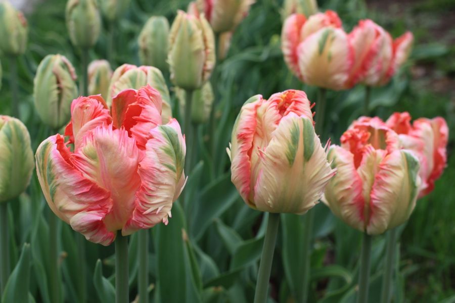 Тюльпаны-зомби и тюльпаны-попугаи расцвели в "Аптекарском огороде" к 8 Марта - фото 2